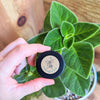 Sinningia Mix "Gloxinia" Seeds – photo 14