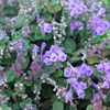 Adaptogen Herb Bundle: Gotu Kola, Skullcap, Ashwagandha, Tulsi