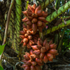 Snake Fruit (Salacca zalacca)