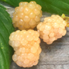 Blackberry 'Snowbank White' (Rubus)