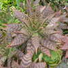 Soap Aloe (Aloe maculata)