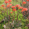 Soap Aloe (Aloe maculata)