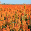 Syrup Rox Orange Sorghum Seeds – Waconia Sugar Cane Bicolor Vegetable Grain