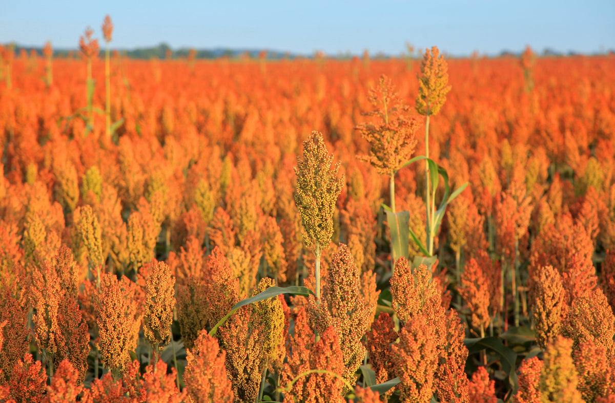 Syrup Rox Orange Sorghum Seeds – Waconia Sugar Cane Bicolor Vegetable Grain