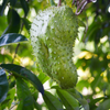 Soursop (Annona muricata)