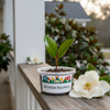 Southern Magnolia Tree Grow Kit