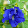 Butterfly Pea (Clitoria ternatea)
