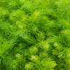 Shatavari (Asparagus racemosus)