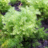 Shatavari (Asparagus racemosus)