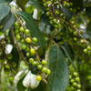 Nance (Byrsonima crassifolia)