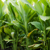 Turmeric, Orange (Curcuma longa)