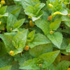 Electric Daisy Toothache Plant (Spilanthes acmella)