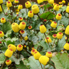Electric Daisy Toothache Plant (Spilanthes acmella)
