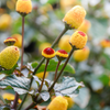 Electric Daisy Toothache Plant (Spilanthes acmella)