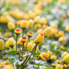 Electric Daisy Toothache Plant (Spilanthes acmella)