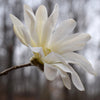 5 STAR MAGNOLIA Stellata TREE Seeds - Fragrant White to Pink Big 4" Wide Flowers