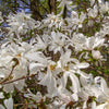 5 STAR MAGNOLIA Stellata TREE Seeds - Fragrant White to Pink Big 4" Wide Flowers