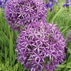 20 STAR OF PERSIA ALLIUM Christophii Silvery Amethyst Purple Flower Seeds