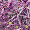 20 STAR OF PERSIA ALLIUM Christophii Silvery Amethyst Purple Flower Seeds