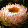 100 APRICOT & PEACH STRAWFLOWER Organic Mix Coral Paper Daisy Helichrysum Bracteatum Flower Seeds