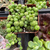 String of Pearls