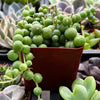 String of Pearls