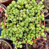 String of Pearls