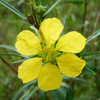 Sun Opener, Sinicuichi (Heimia salicifolia)