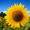 Sunflower - Mammoth Russian