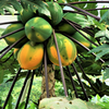 Sunset Solo Papaya (Carica papaya)