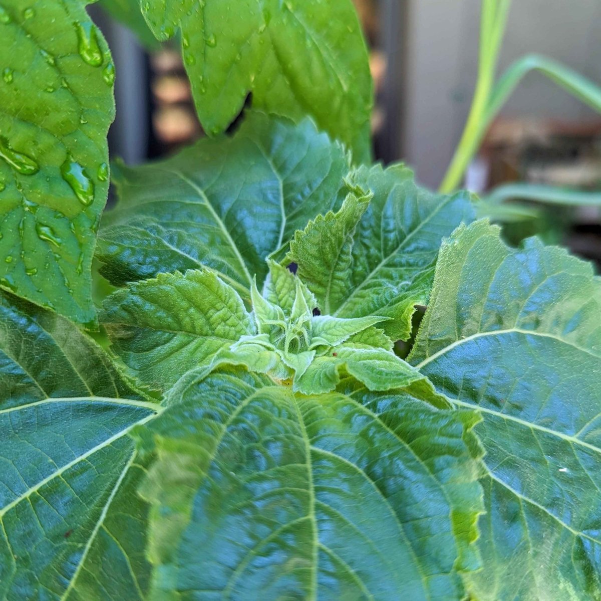 Sunspot Sunflower Seeds – photo 6