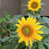 Sunspot Sunflower Seeds – photo 3