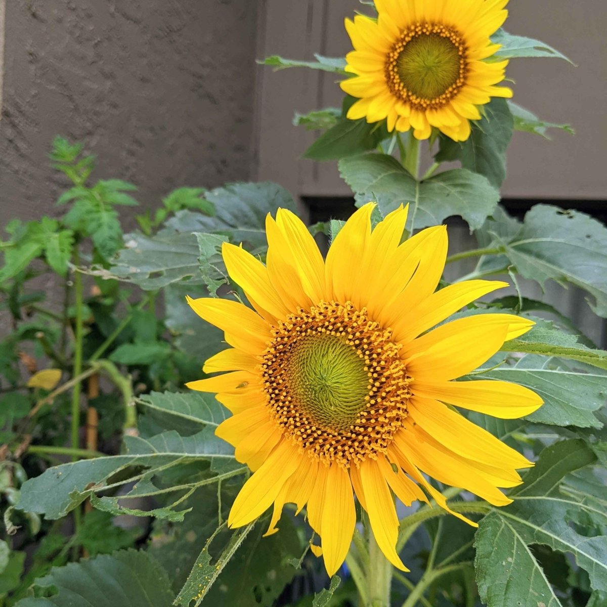 Sunspot Sunflower Seeds – photo 3