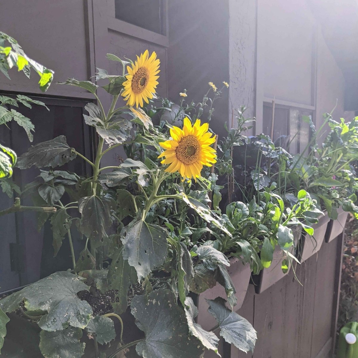 Sunspot Sunflower Seeds – photo 8