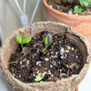 Sunspot Sunflower Seeds – photo 5