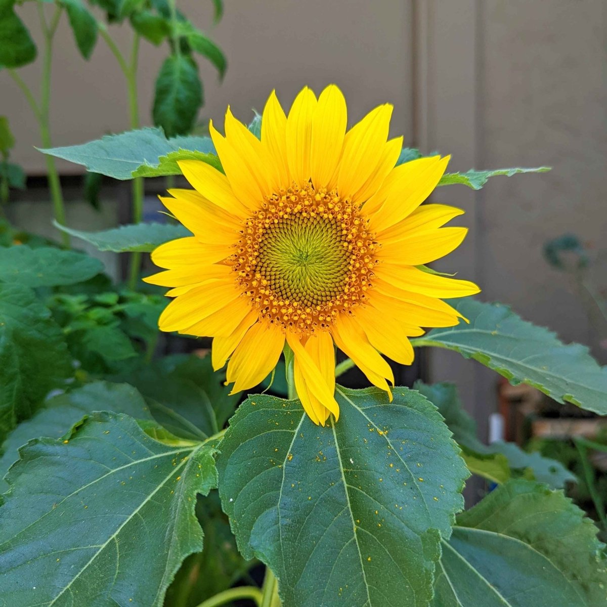 Sunspot Sunflower Seeds – photo 4