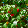 Surinam Cherry (Eugenia uniflora)