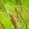 Sweetgrass (Hierochloe odorata)