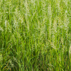 Sweetgrass (Hierochloe odorata)