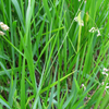 Sweetgrass (Hierochloe odorata)