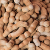 Tamarind 'Thai Sweet' (Tamarindus indica)