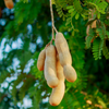 Tamarind, Tart (Tamarindus indica)