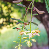 Tamarind, Tart (Tamarindus indica)