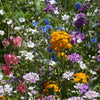 Shady Native Wildflower Mix – photo 3