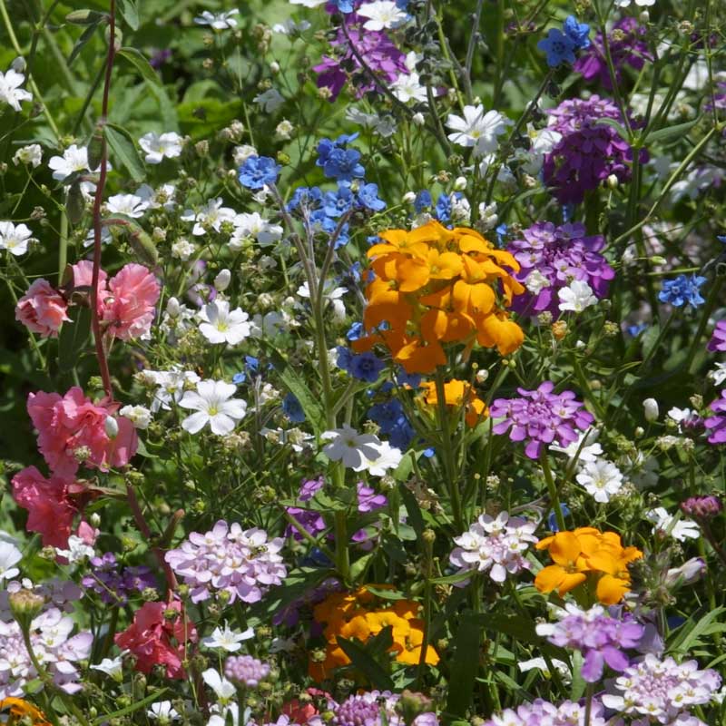 Shady Native Wildflower Mix – photo 3