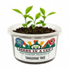 Tangerine Tree Grow Kit