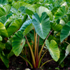 Taro, Red (Colocasia esculenta)
