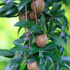 Mamey Sapote 'Tazumal' (Pouteria sapota)