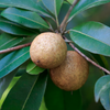 Mamey Sapote 'Tazumal' (Pouteria sapota)
