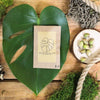 "The Popular Kids" Houseplant Seed Collection – photo 6